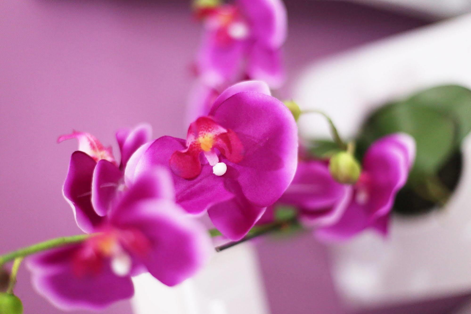 Iris Room Рим Екстериор снимка